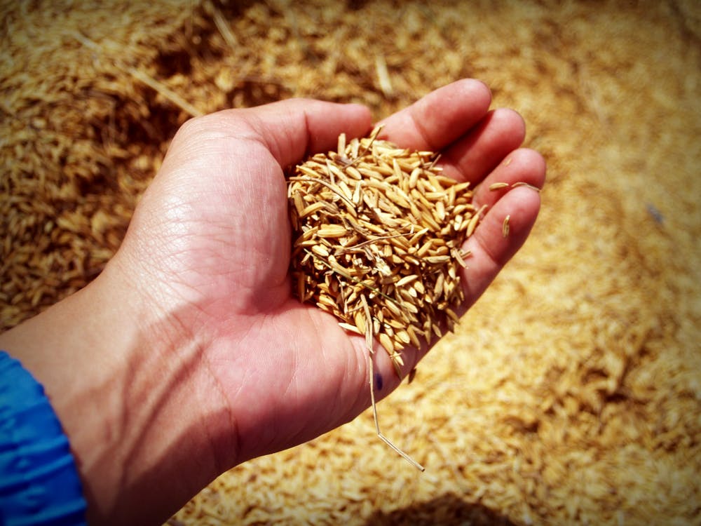 Une main tient des grains de blé